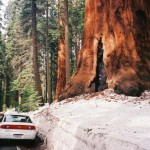 Parked next to a Sequoia, Sequoia National Park